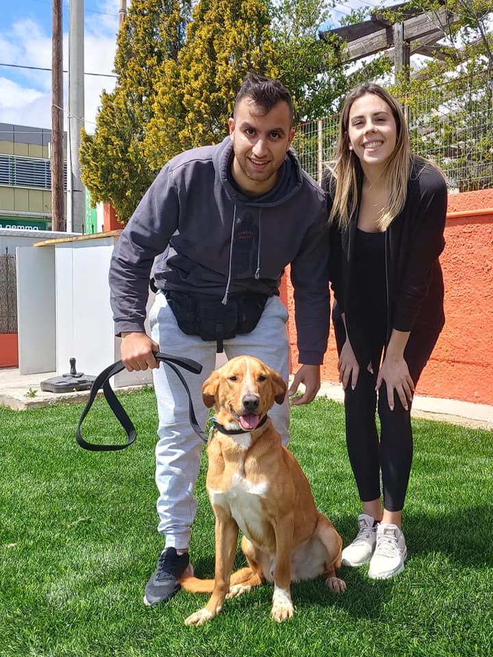 dogwhisperer.gr