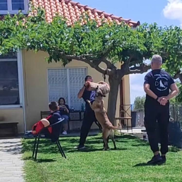 dogwhisperer.gr