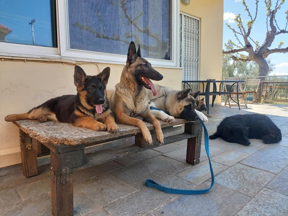 dogwhisperer.gr
