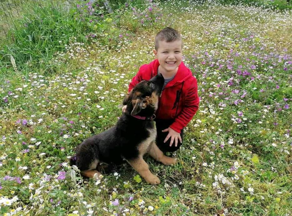 dogwhisperer.gr