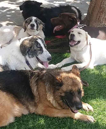 dogwhisperer.gr